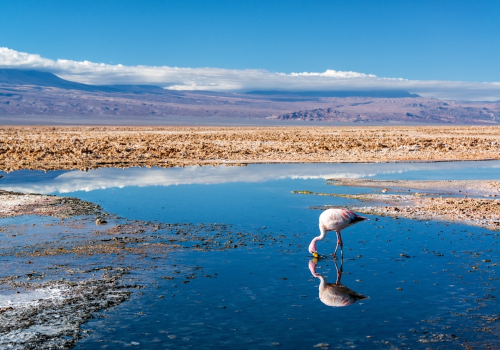 Day 01- Santiago – Calama – San Pedro de Atacama