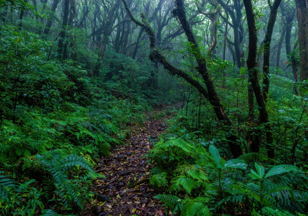 Day 02 - Braulio Carrillo National park