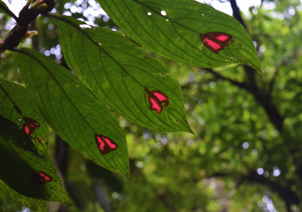 Day 02 - Braulio Carrillo National park