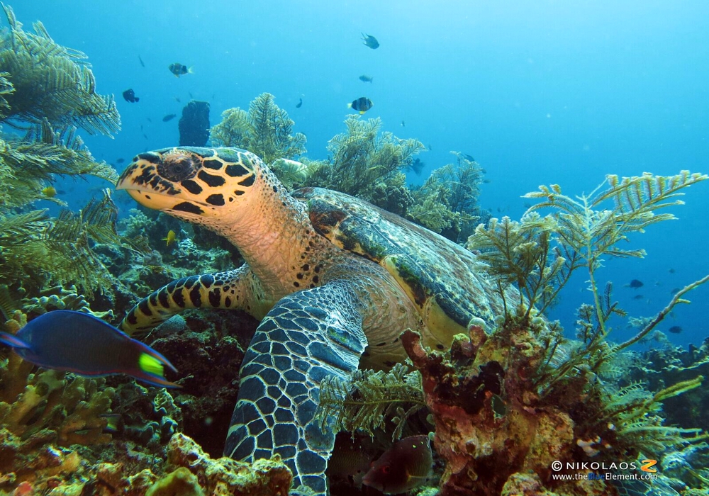 DAY 02 - Coiba