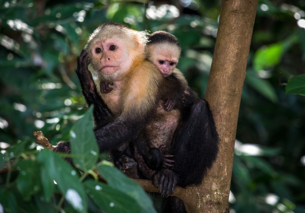 DAY 02 - Coiba