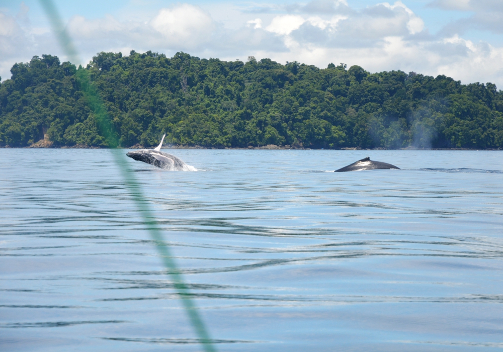 DAY 02 - Coiba