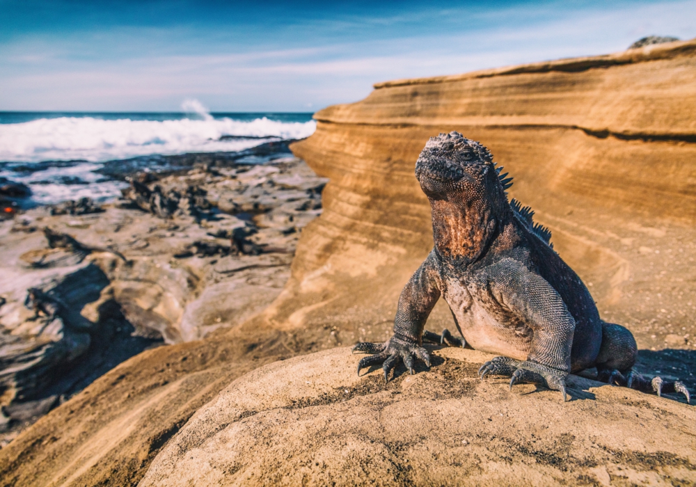 Day 02 - Galapagos