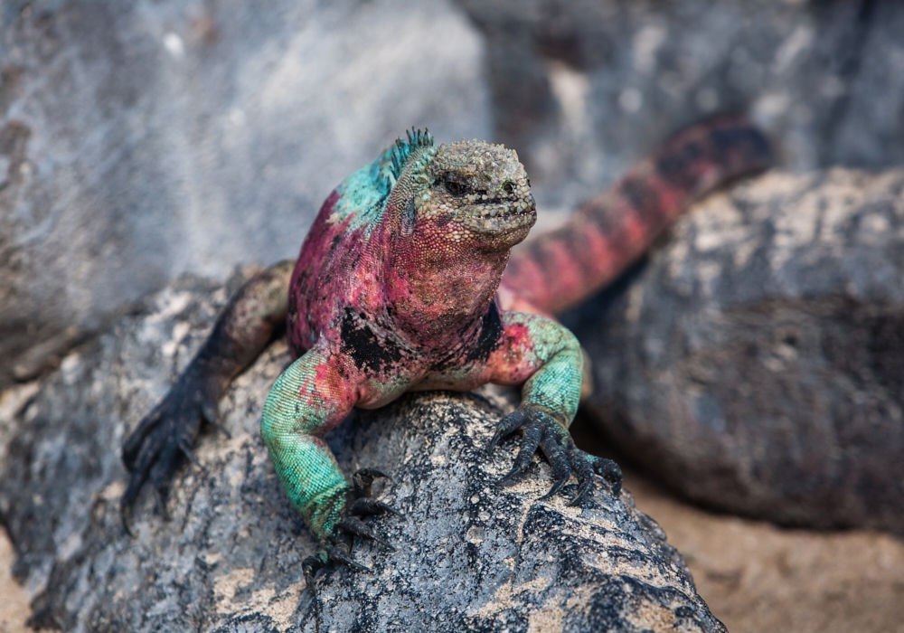 Day 02 - Galapagos