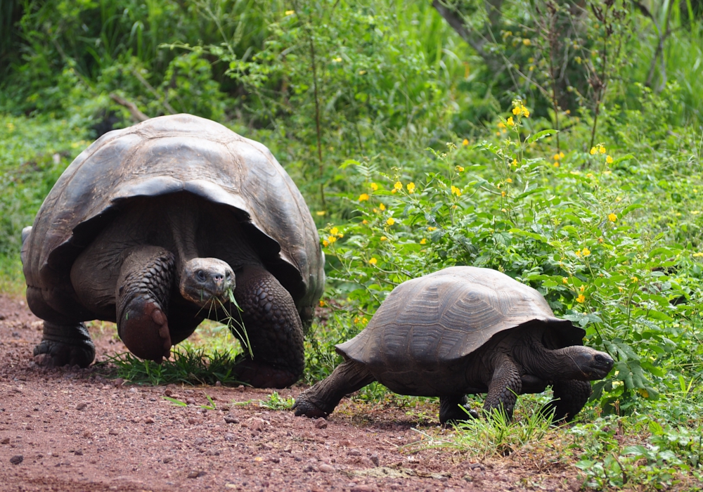 Day 02 - Galapagos