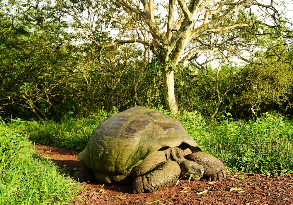 Day 02 - Galapagos