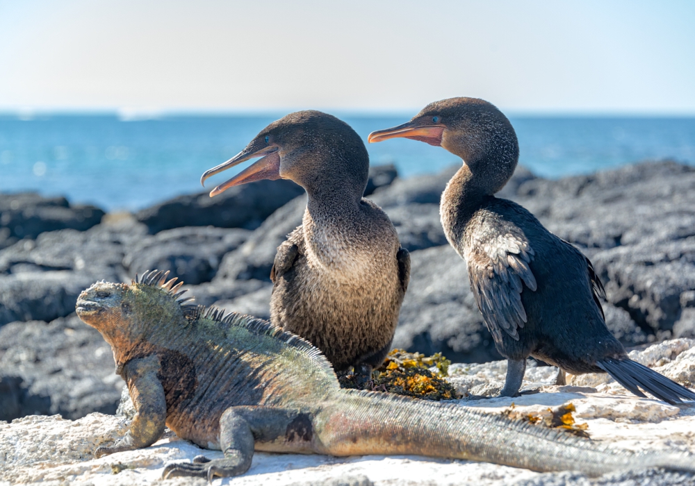 Day 02 - Galapagos