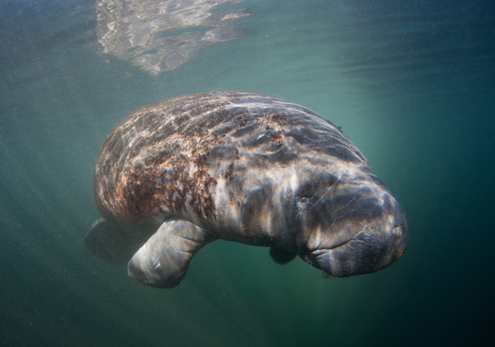 Day 02 - Oxtankah - Manatee Sancturary - Chetumal