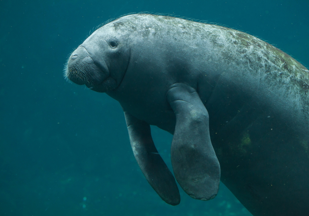 Day 02 - Oxtankah - Manatee Sancturary - Chetumal