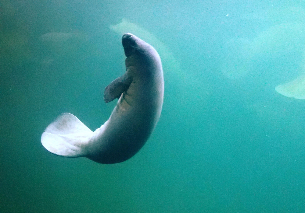 Day 02 - Oxtankah - Manatee Sanctuary - Chetumal