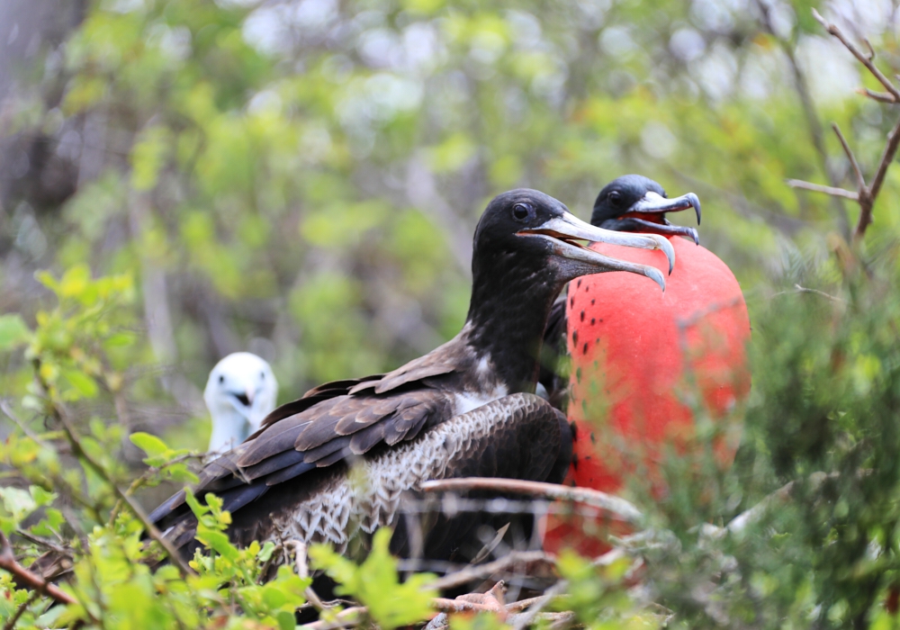 Day 02 - Quito - Galapagos