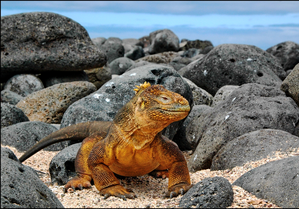 Day 02 - Quito - Galapagos