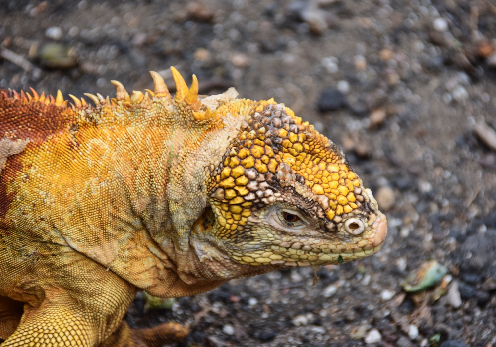 Day 02 - Quito - Galapagos