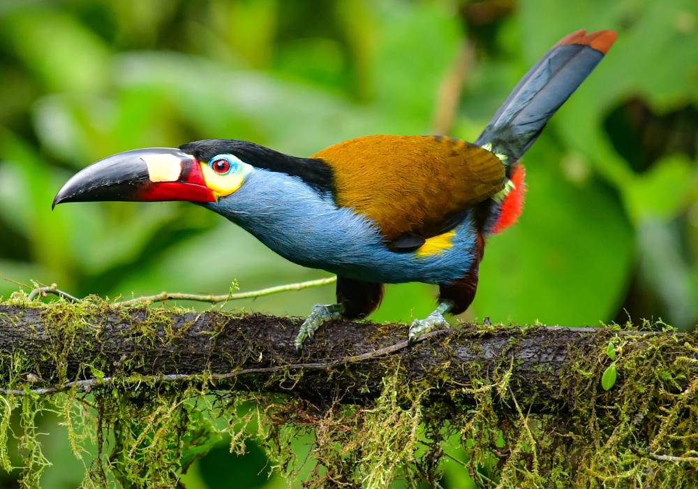 Day 02 - Quito - Mindo Cloud Forest