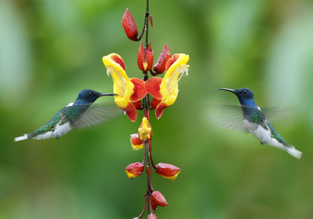 Day 02 - Quito - Mindo Cloud Forest