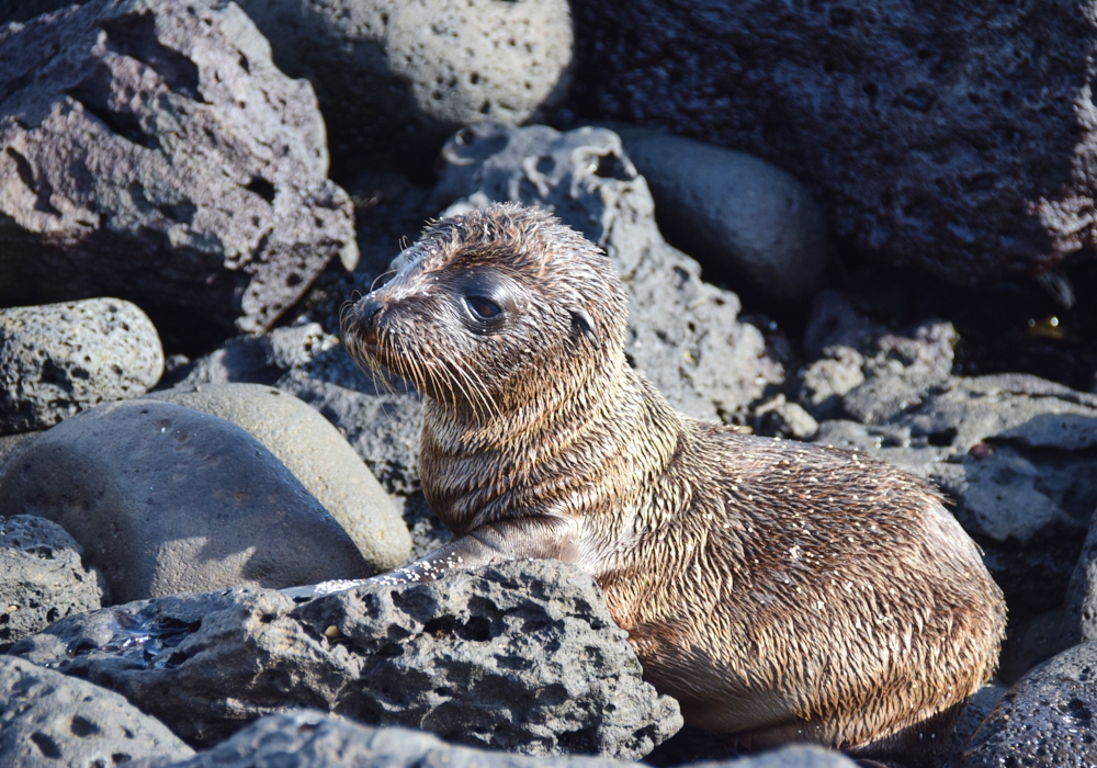 Day 02 - San Cristobal Island