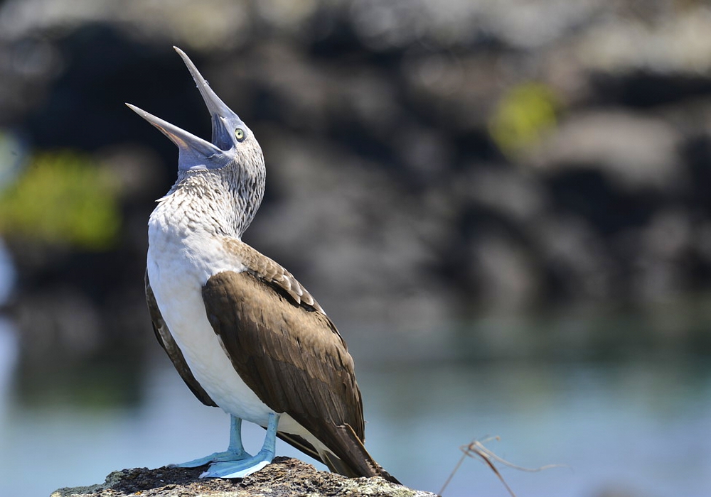 Day 02 - San Cristobal Island