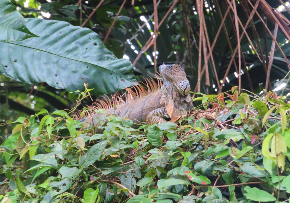 Day 02 - San Jose - Tortuguero