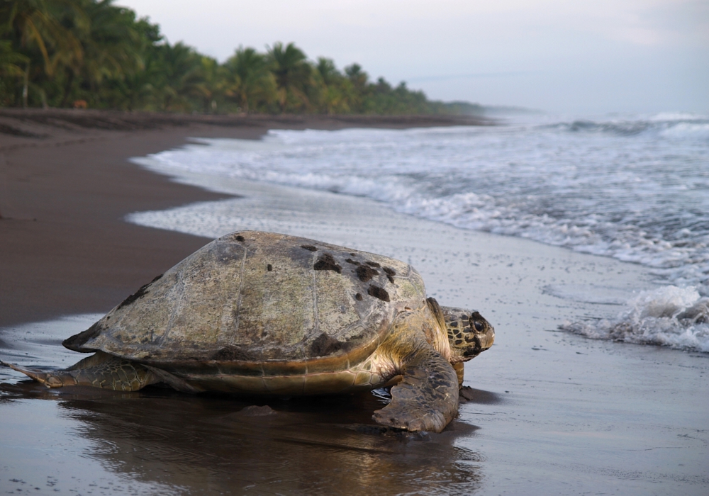 Day 02 – San Jose - Tortuguero