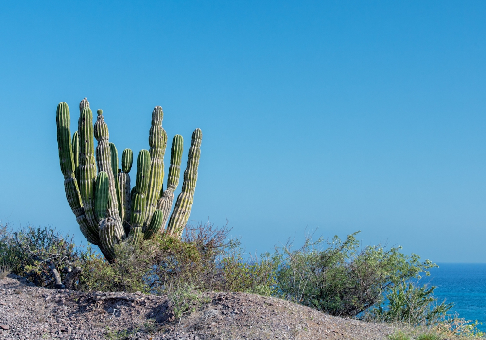 Day 02 - Sierra de la Laguna Biosphere Hike