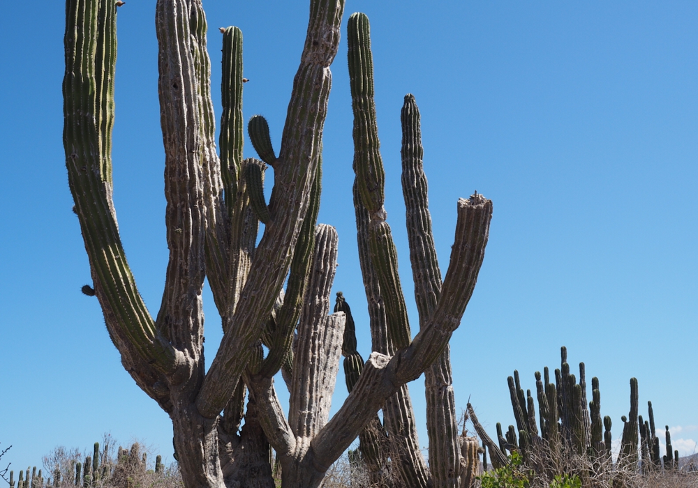 Day 02 - Sierra de la Laguna Biosphere Hike