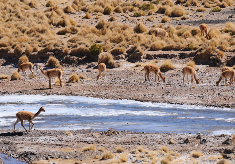 Day 02 - Uyuni Salt Flats