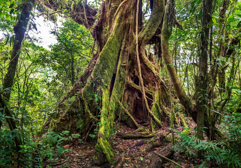 Day 03 - Arenal National Park