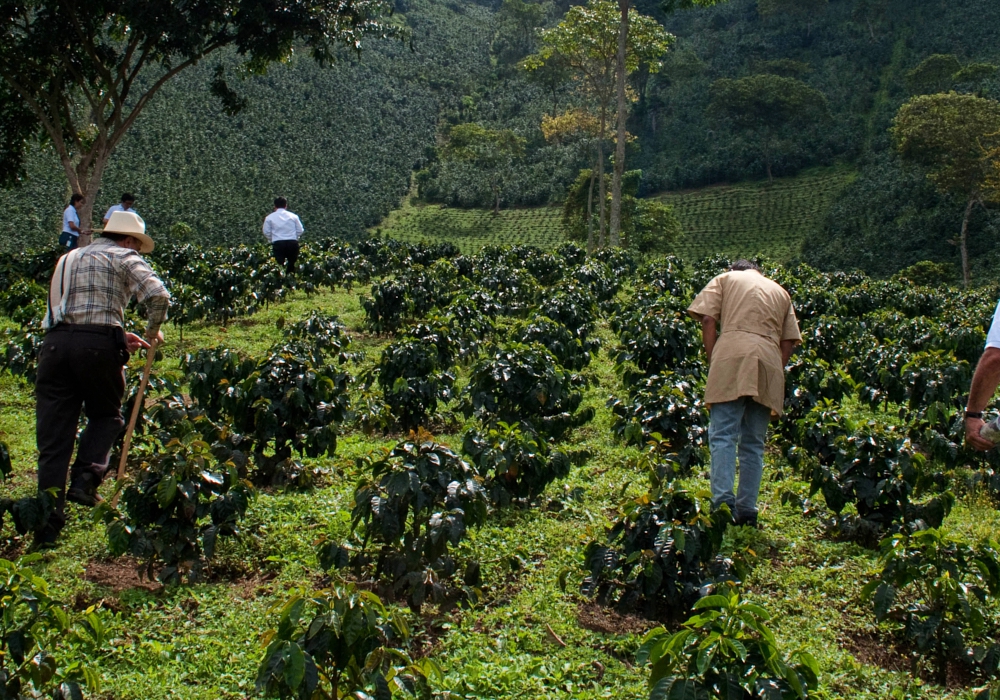 DAY 03 - Bogota - Pereira - Buenavista - Pereira