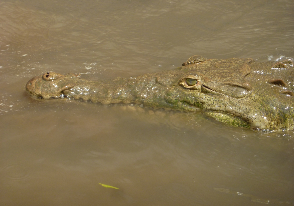 Day 03 - Cabecar Reserve