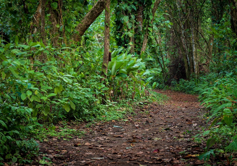 Day 03 - Cabecar Reserve