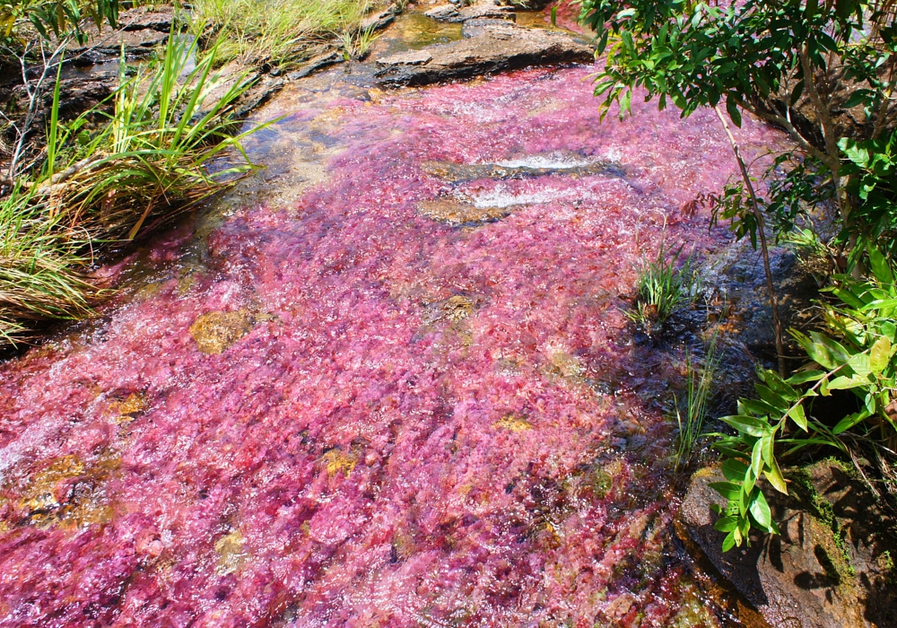 DAY 03 - Caño Cristales