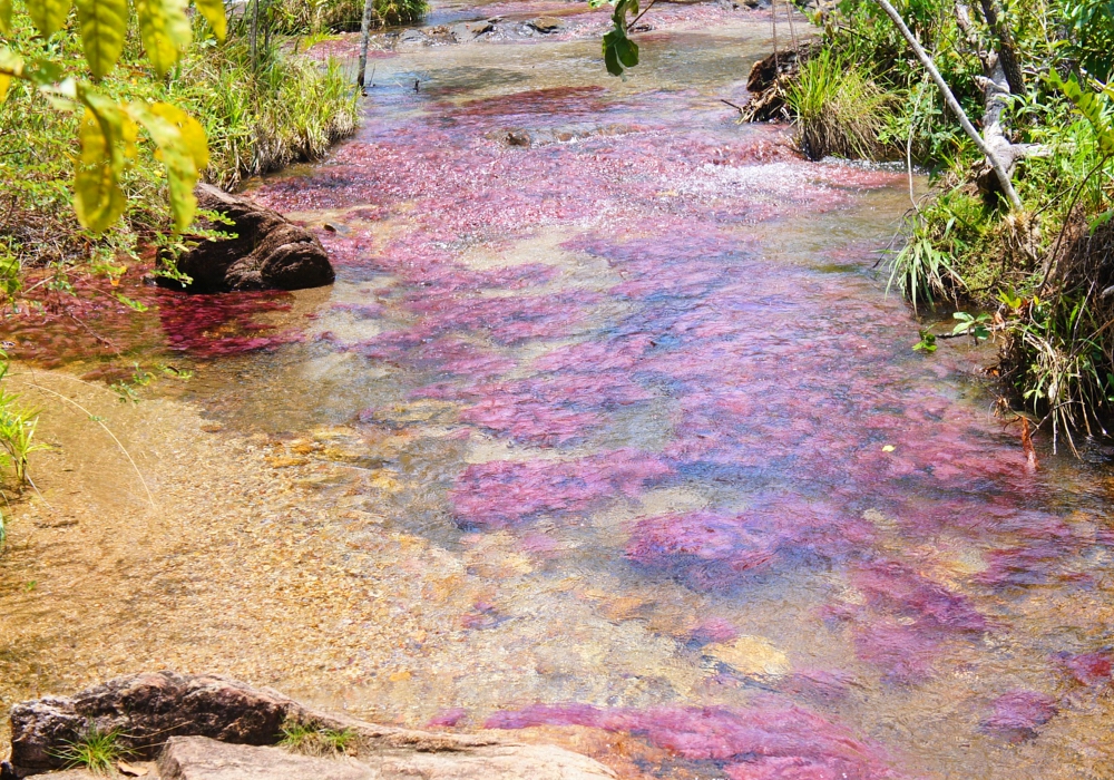 DAY 03 - Caño Cristales