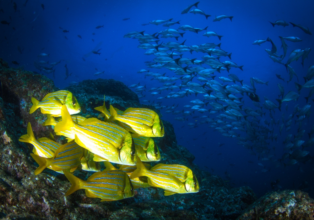 DAY 03 - Coiba