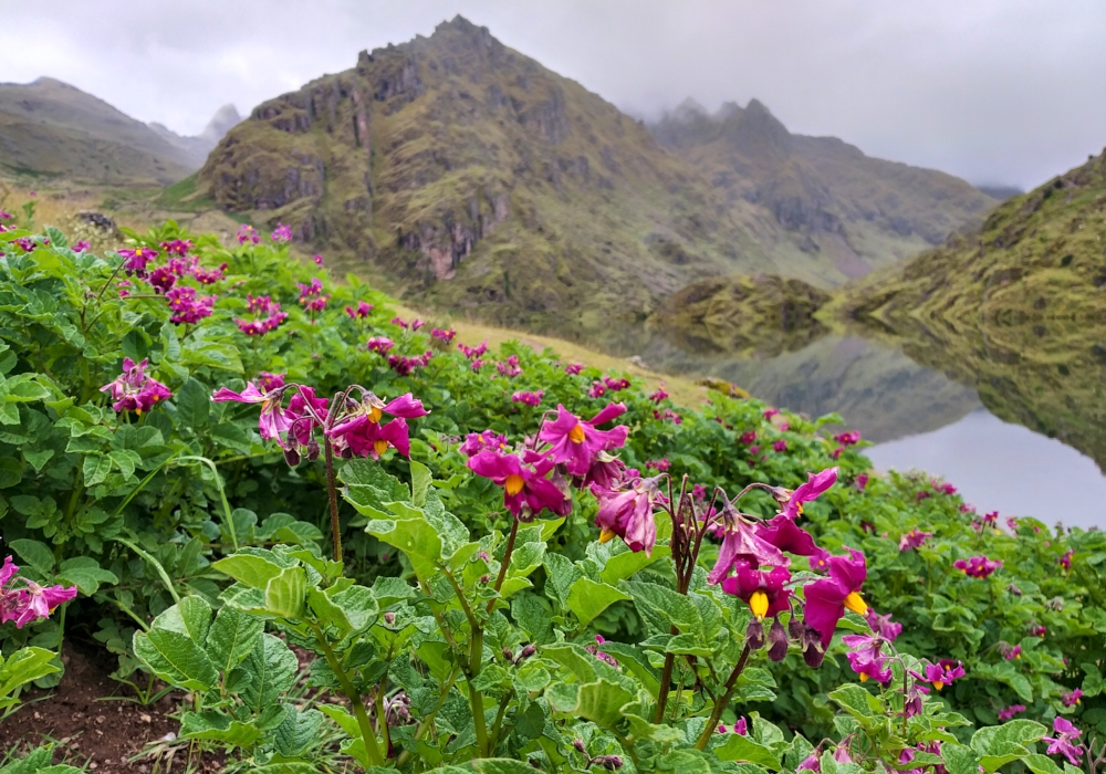 Day 03 - Full Day Sacred Valley   Visit Pisac, Potato Park & Ollantaytambo