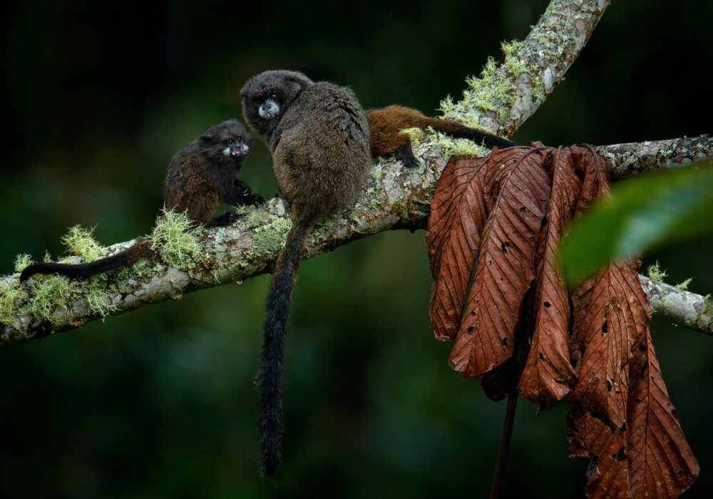 Day 03 – Guango reserve