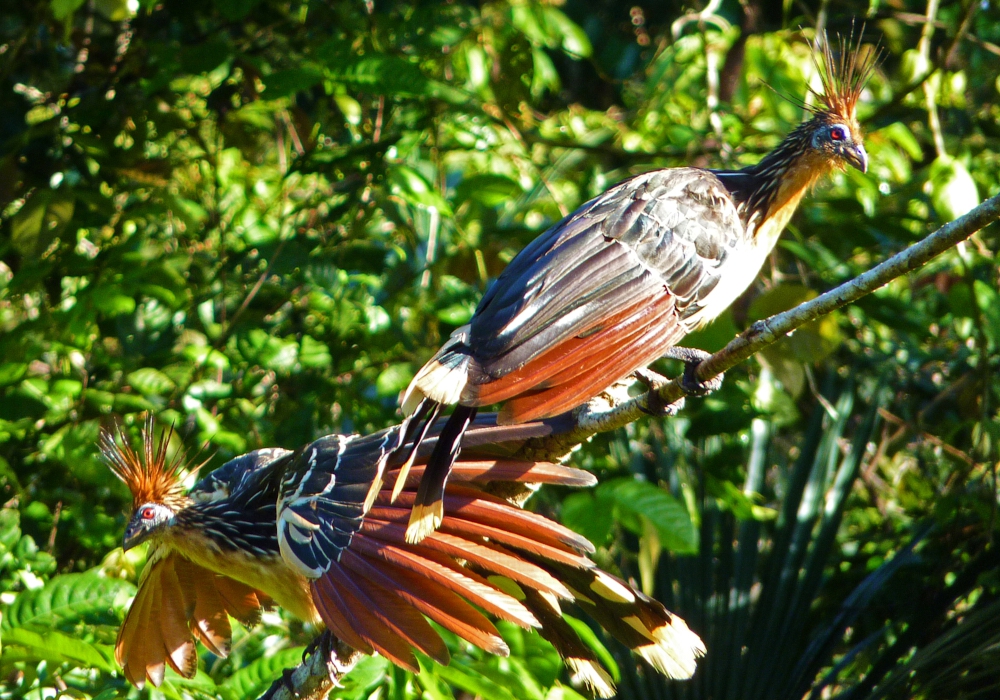 Day 03 – Guango Reserve