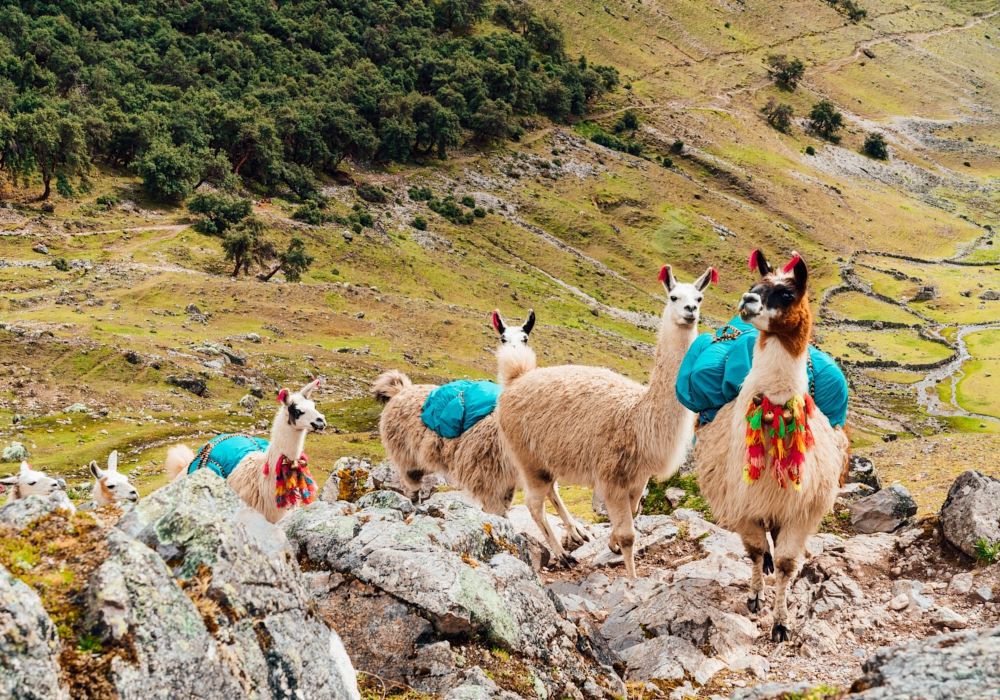 Day 03 - Lares Trek   The Sacred Valley and Lares