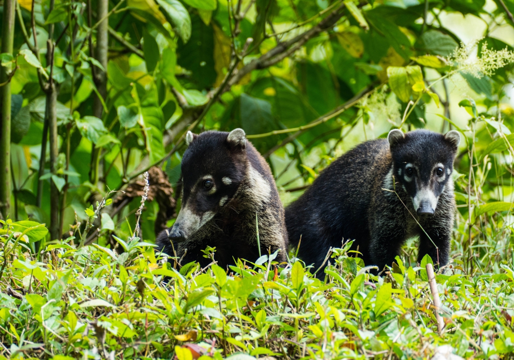 Day 03 - Manuel Antonio National Park tour