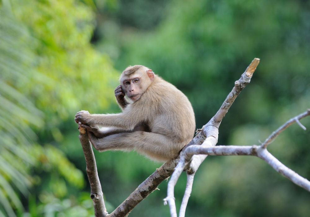 Day 03 - Manuel Antonio National Park tour