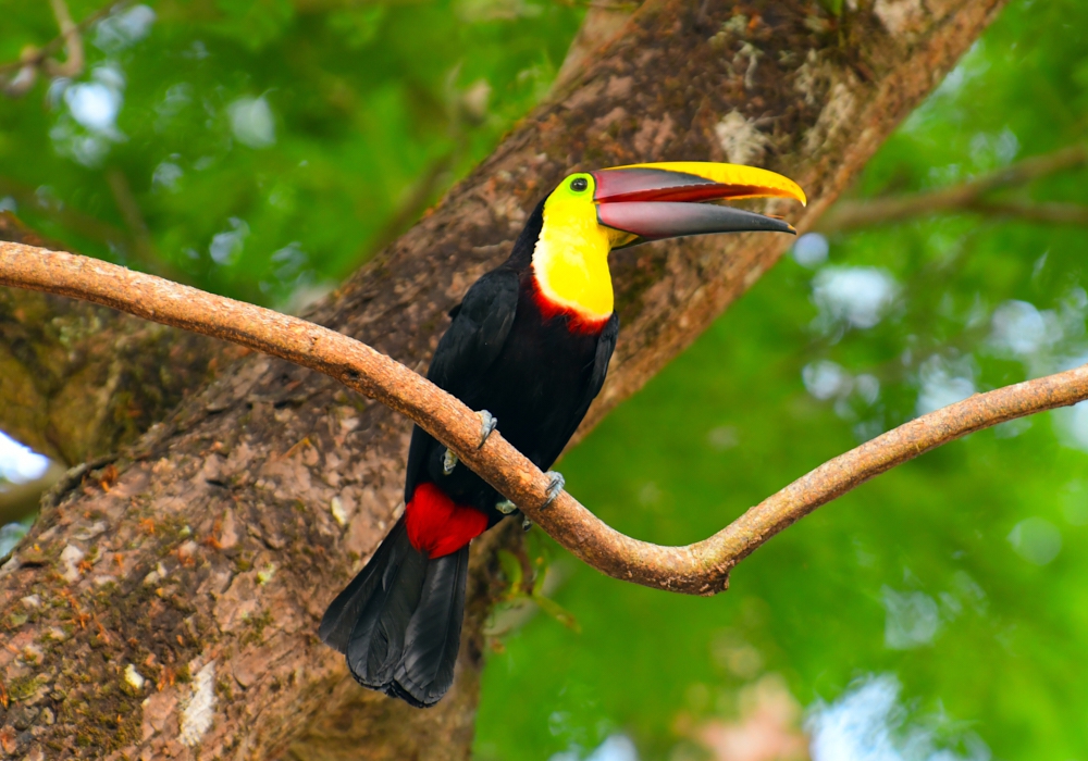 Day 03 - Manuel Antonio National Park tour