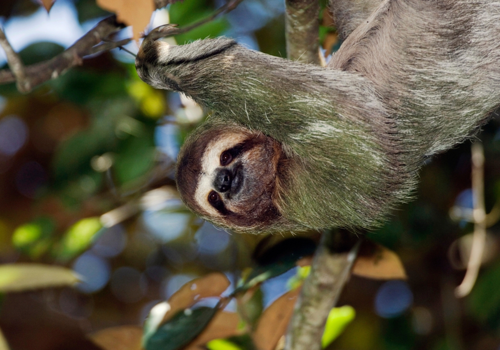 Day 03 - Manuel Antonio National Park tour