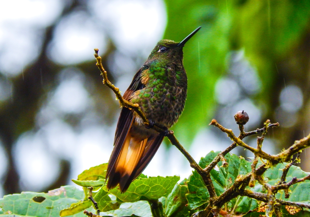 Day 03 - Mindo Cloud Forest