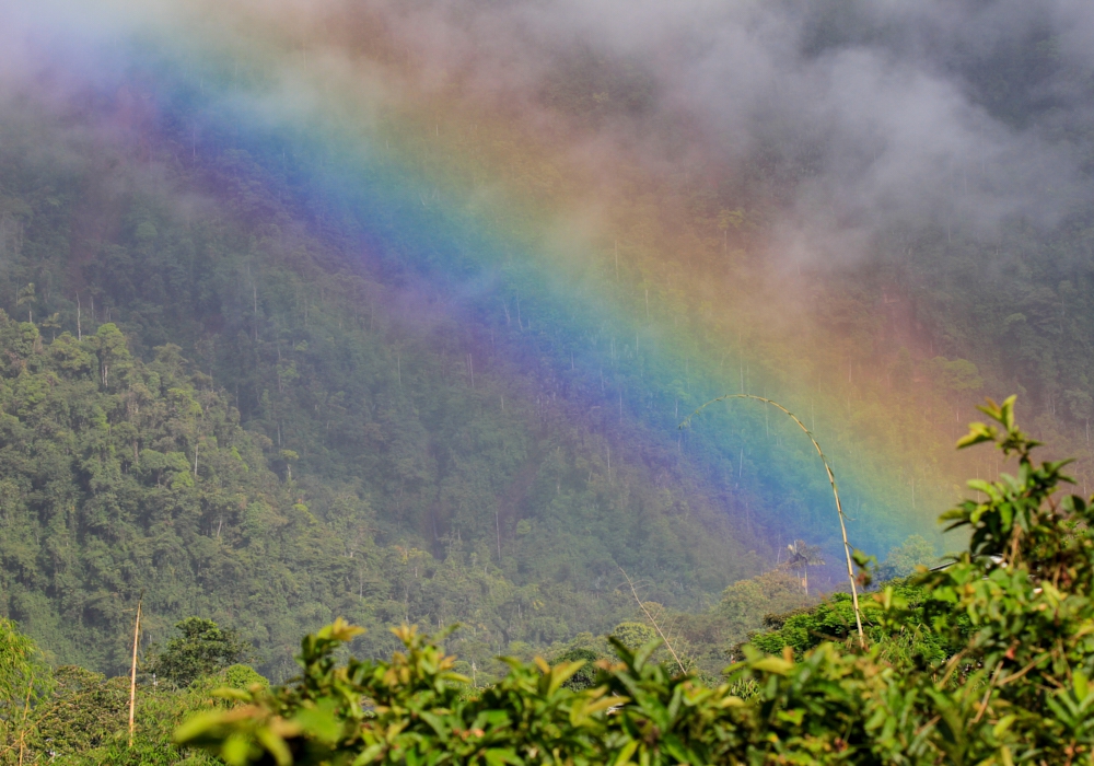 Day 03 - Mindo Cloud Forest