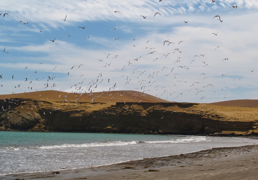 Day 03 - Paracas – Nazca   Ballestas Island