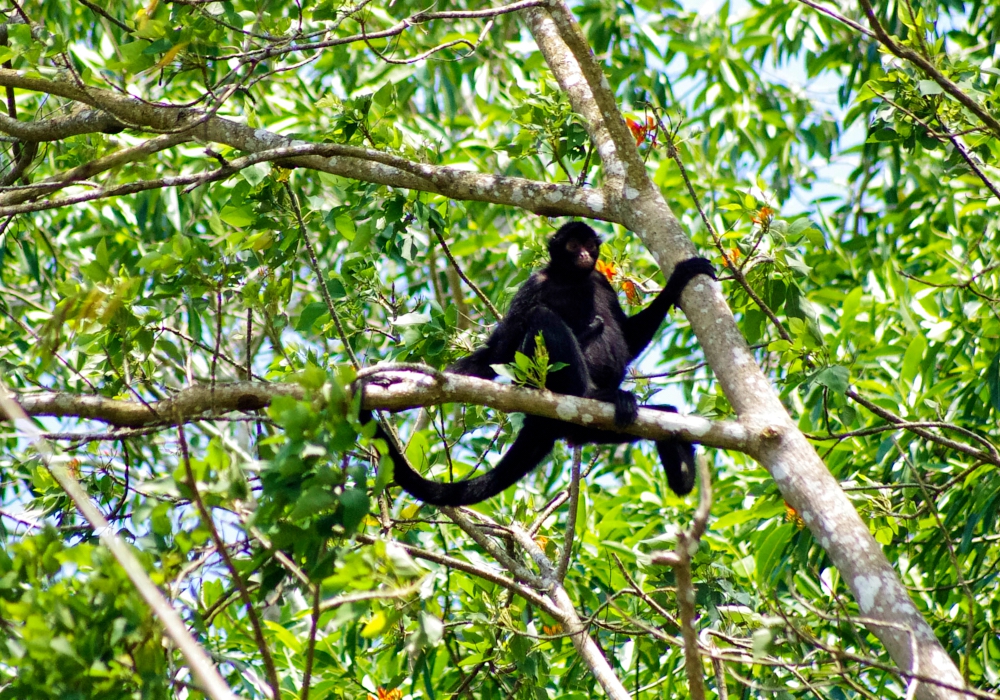 Day 03 - Puerto Maldonado – Amazon Explore    Amazon Trip