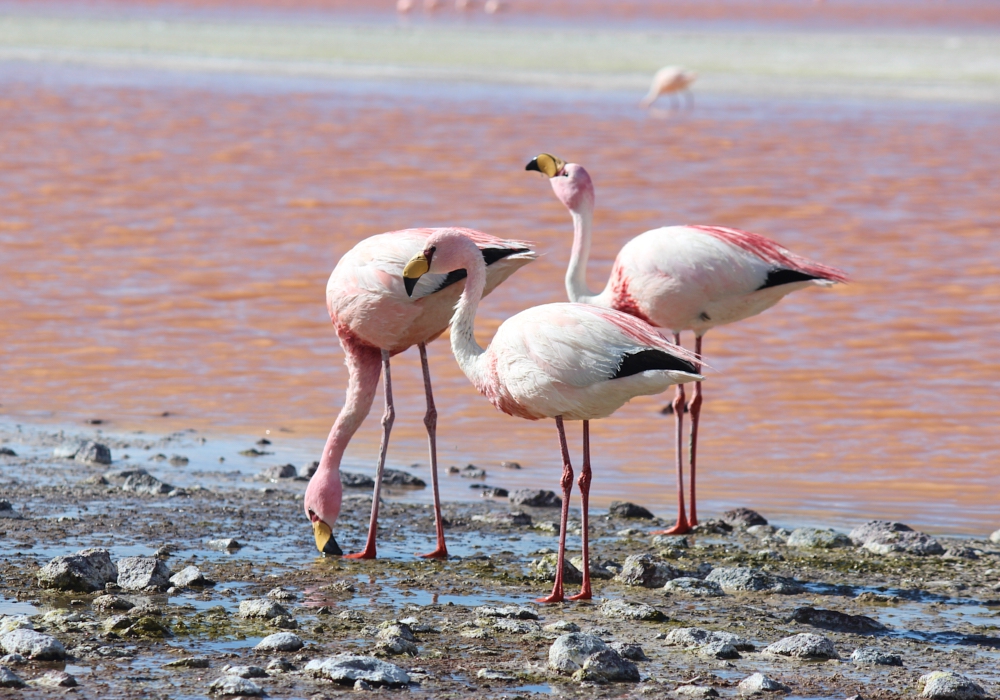 Day 03 - San Pedro de Atacama - Altiplanic Lagoons – San Pedro de Atacama