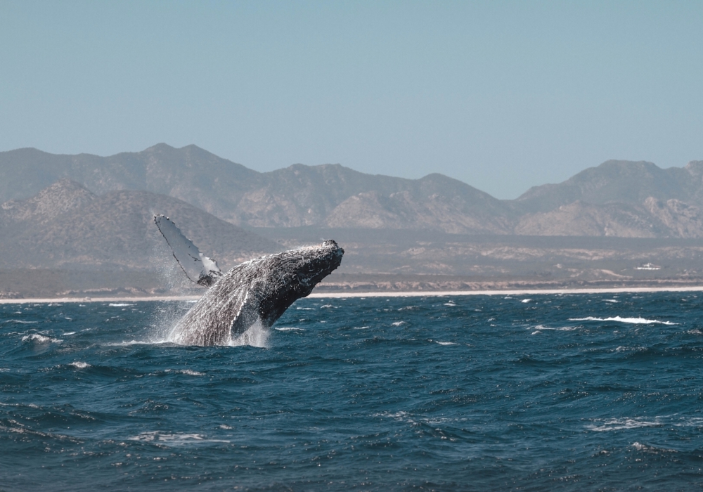 Day 03 - Swim with Whale Sharks