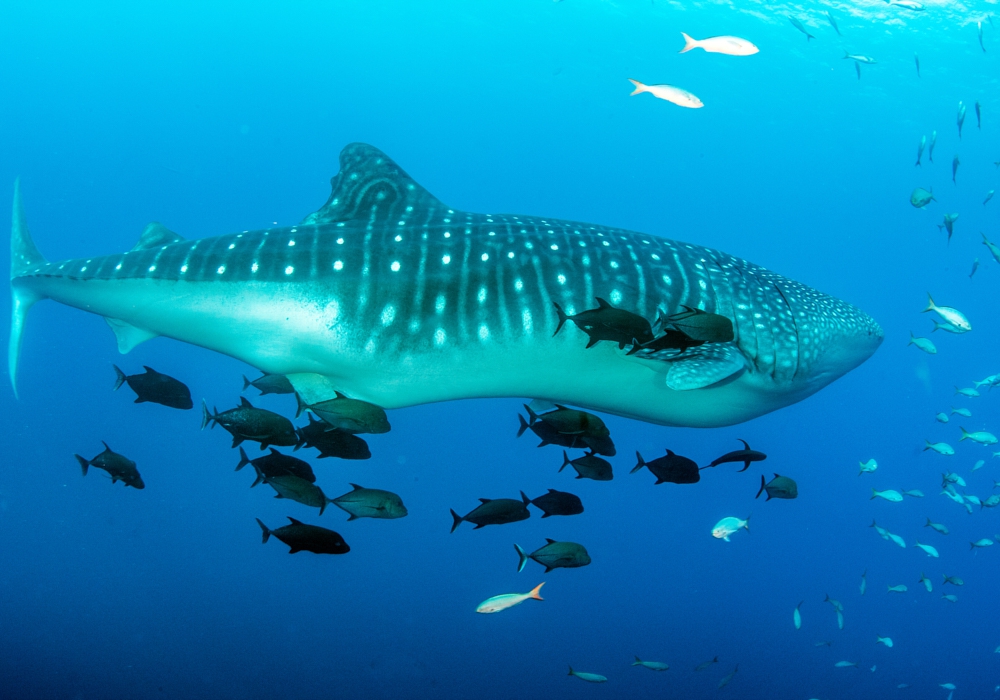 Day 03 - Swim with Whale Sharks