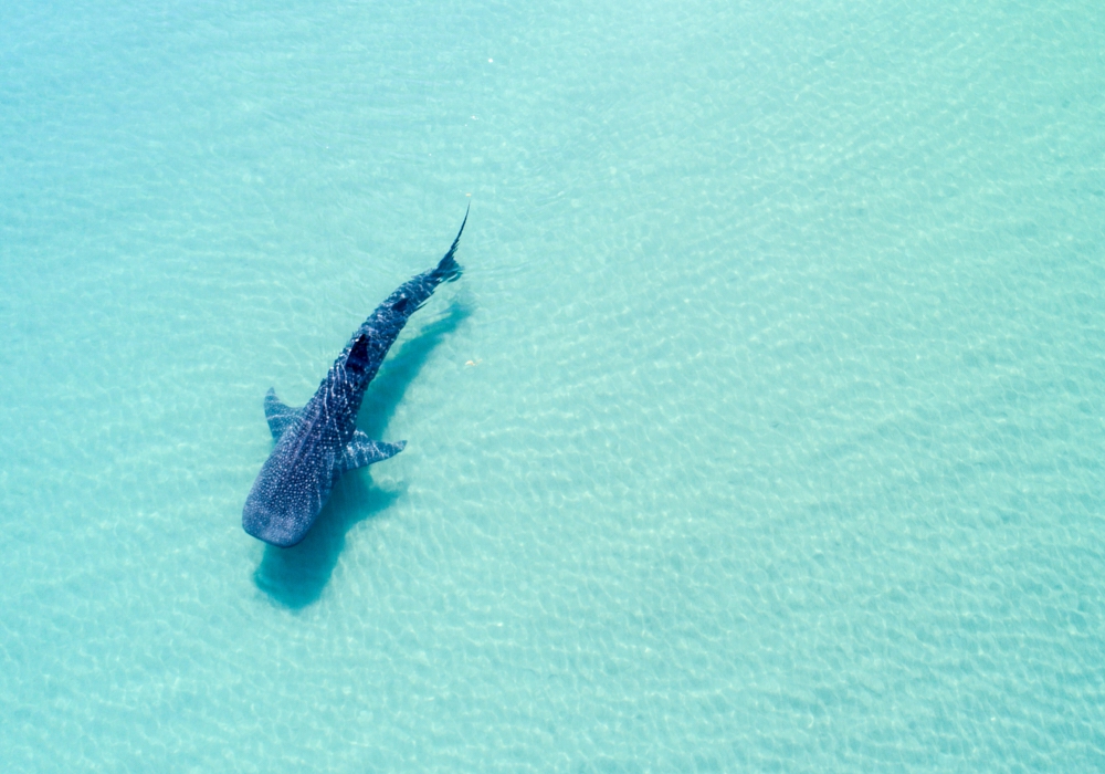 Day 03 - Swim with Whale Sharks