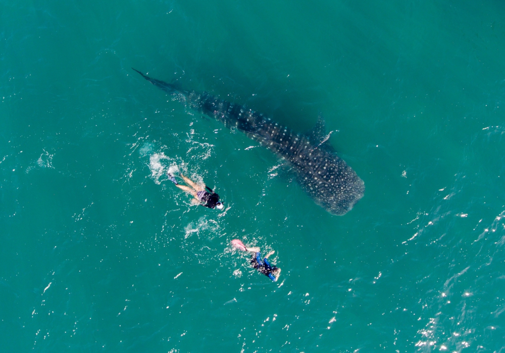 Day 03 - Swim with Whale Sharks